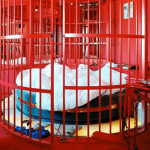 Inside Japanese Love Hotels cage
